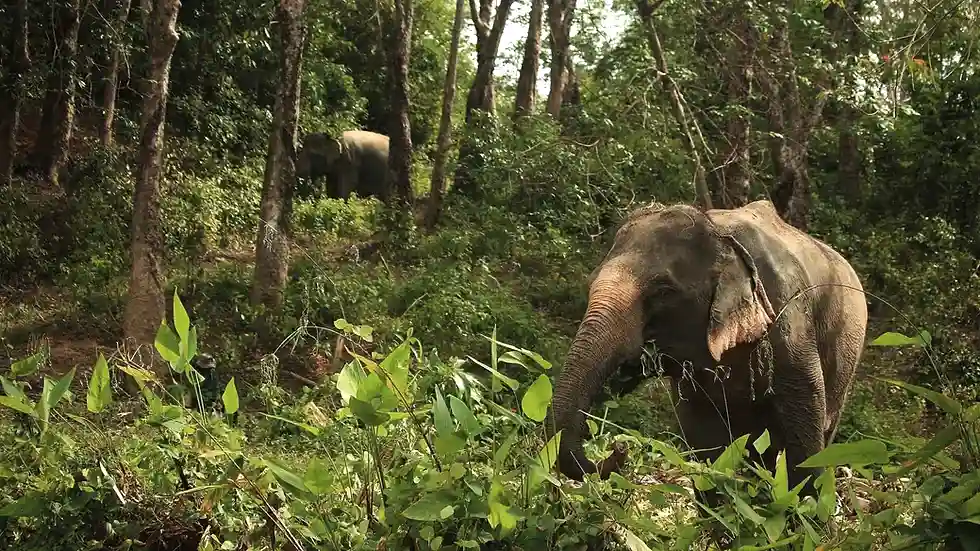 Elephant roaming in the jungle of the Hidden Forest Preserve in Phuket